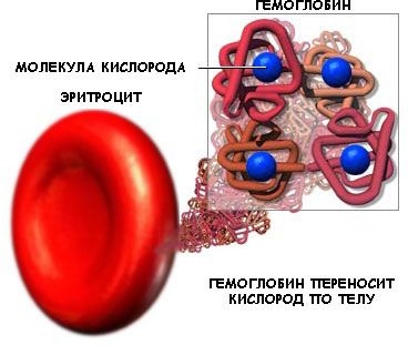 Патологическое изменение кровяных телец - анизоцитоз эритроцитов