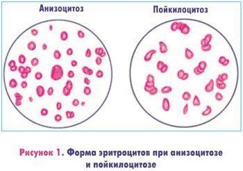 Клетки эритроцитов
