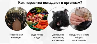 Пути заражения паразитами