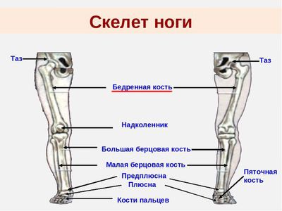 Анатомические особенности бедренной кости