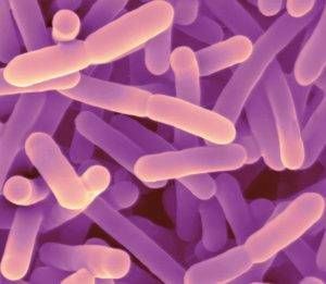 Bifidobacterium adolescentis бактерия