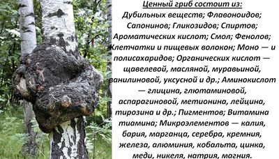 Чага — лечебные свойства и противопоказания, польза и вред, применение 