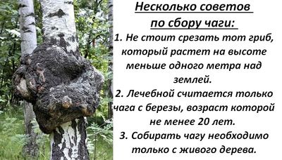 Советы сбора