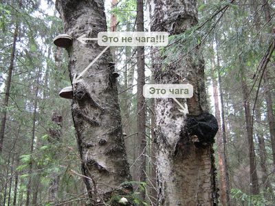 Не тот гриб