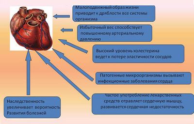 Факторы, негативно влияющие на сердечно-сосудистую систему