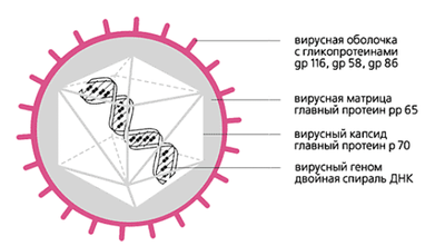 Как обнаружить ДНК цитомегаловируса, расшифровка результатов