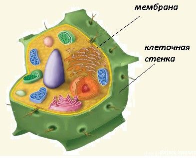 Клеточная мембрана