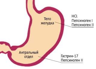 Гастрин 17 стимулированный