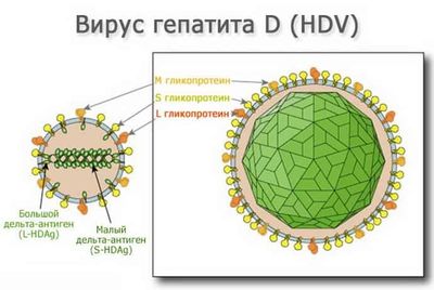 как распознать гепатит D