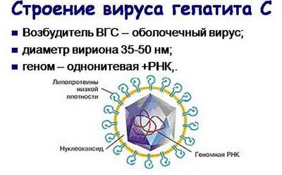 Сколько живет гепатит С во внешней среде, и как от него уберечься