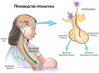 причины гиперпролактинемии