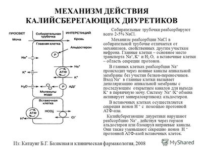 Механизм действия
