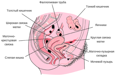 Когда делать УЗИ при эндометриозе