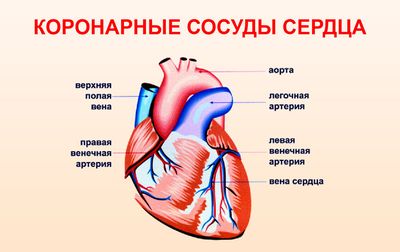 Что такое коронография сердца и как ее делают?