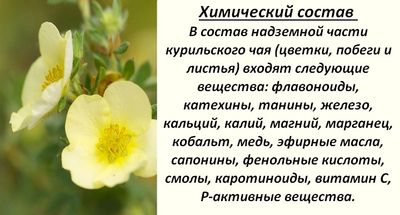 Курильский чай (кустарниковый, лапчатка) — лечебные свойства и противопоказания 