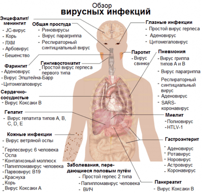 obzor-virusnyx-infekcij
