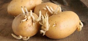 Пророщенный картофель
