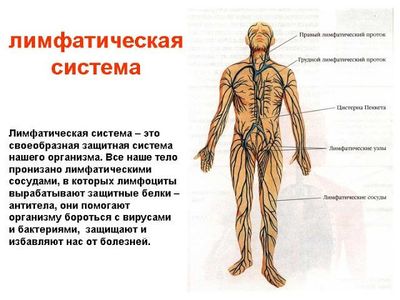 Лимфатическая система