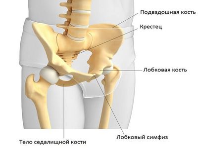 Строение лобковой кости человека