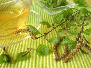 Лечим лямблиоз отваром из березовых почек