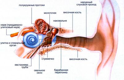 Строение слухового аппарата