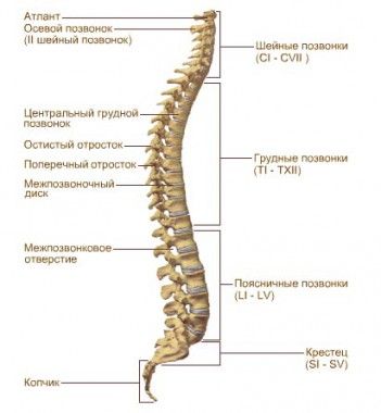 Современная процедура МРТ спины