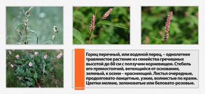 Настойка водяного перца при месячных