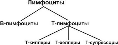 Виды основных клеток защиты
