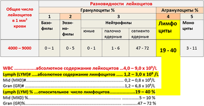 Абсолютное и относительное содержание лимфоцитов