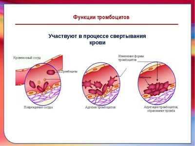 Функции тромбоцитов