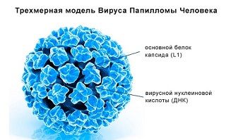 трехмерная модель вируса впч