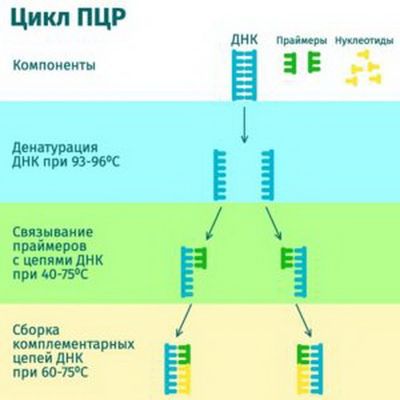 Диагностика гепатита С