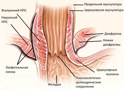 Анатомия нижнего сфинктера пищевода (кардии)