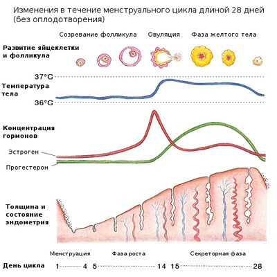 повышение температуры перед месячными