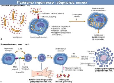 Патогенез