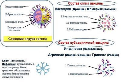 Составы вакцин от гриппа