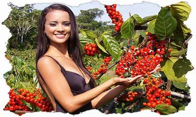 Плантация гуараны