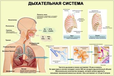 Врачи предупреждают всех родителей, что маленькие дети находятся в группе риска возникновения апноэ сна – явления, при котором наблюдаются кратковременные задержки дыхания в течение ночи.