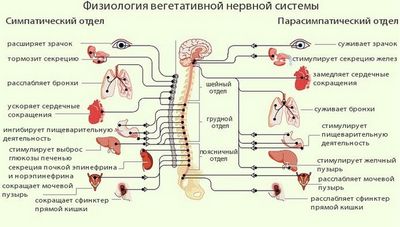 Физиология вегетативной нервной системы