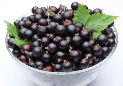 Чашка с черной смородиной