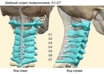 шейный отдел позвоночника