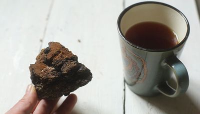 лечение чаем из гриба чаги