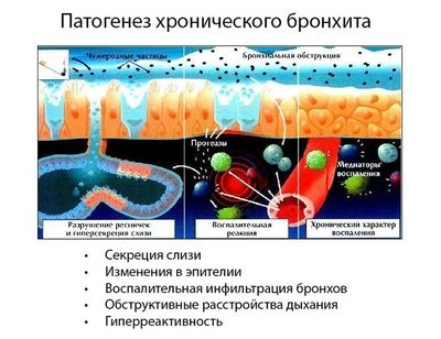 Патогенез бронхита