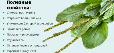 Рецепты применения листьев и сока подорожника для лечения панкреатита