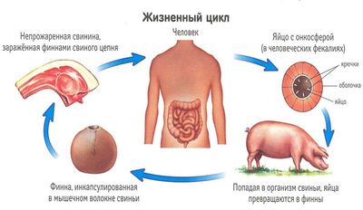 Жизненный цикл свиного цепня