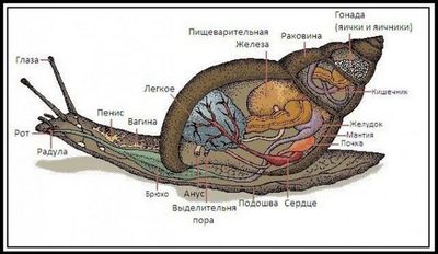 Улитки Ахатины — польза и вред для здоровья человека, и как пользоваться 