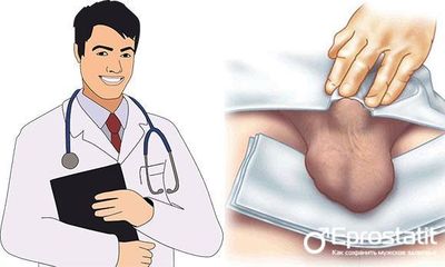 Пальпация мужских половых органов