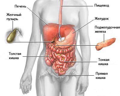Органы брюшной полости