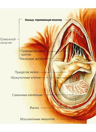 Диагностика урологических заболеваний на УЗИ мошонки