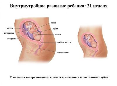 Необходимость проведения УЗИ во втором триместре беременности